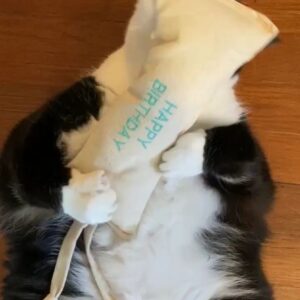 Happy Birthday Kitty Kicker