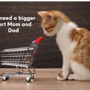 Cat Toy